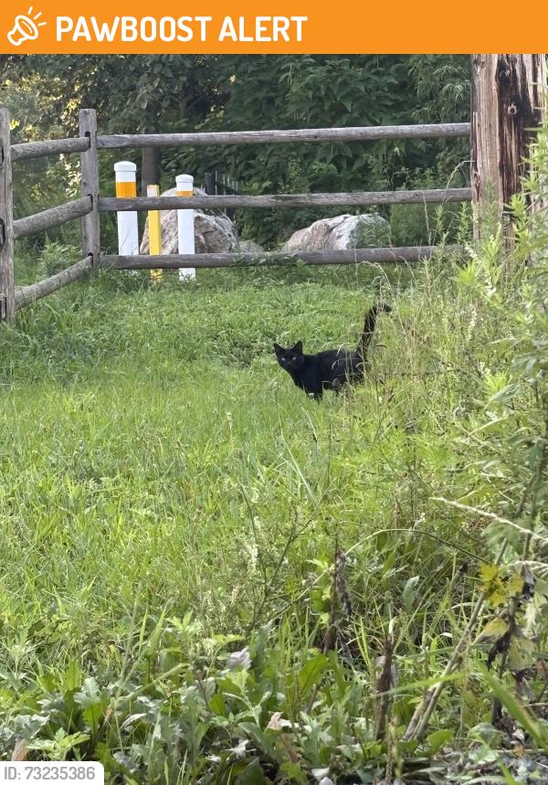 Found/Stray Unknown Cat last seen Crosswalk area over Alexander Ave on Bike Trail, Pequannock Township, NJ 07440