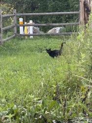 Found/Stray Unknown Cat last seen Crosswalk area over Alexander Ave on Bike Trail, Pequannock Township, NJ 07440