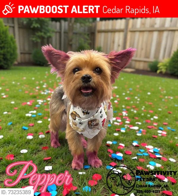 Lost Female Dog last seen 4th Ave, Cedar Rapids, IA 52401