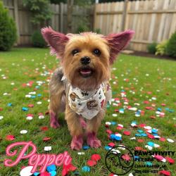 Lost Female Dog last seen 4th Ave, Cedar Rapids, IA 52401