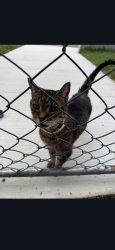Reunited Female Cat last seen Bottleworks Lane park, Kennett St, Silver Spring, MD, Silver Spring, MD 20910