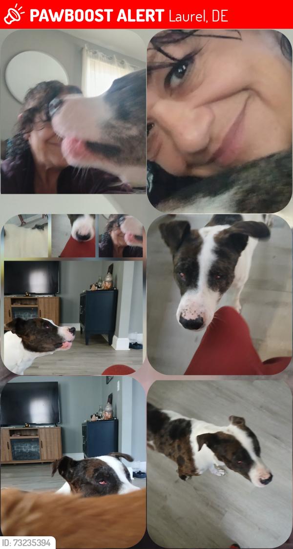 Lost Male Dog last seen Seaford road 5 points, Laurel, DE 19956