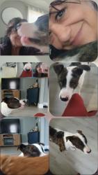 Lost Male Dog last seen Seaford road 5 points, Laurel, DE 19956
