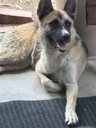 Found/Stray Female Dog last seen Steinbeck and meridian, San Jacinto, CA 92583