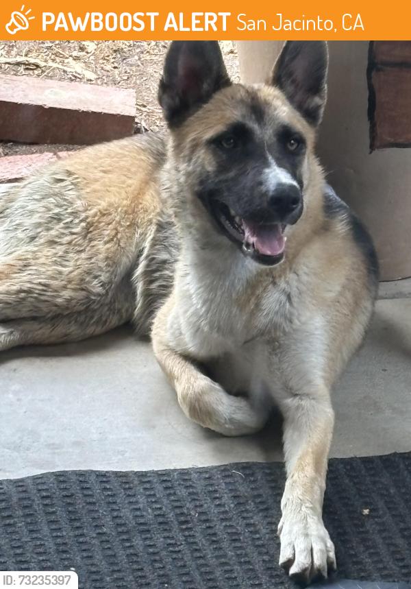Found/Stray Female Dog last seen Steinbeck and meridian, San Jacinto, CA 92583