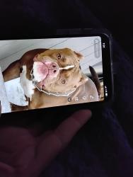 Reunited Female Dog last seen N 5th ave, Brighton, CO 80601