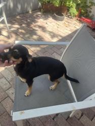 Found/Stray Female Dog last seen street, West Little River, FL 33147