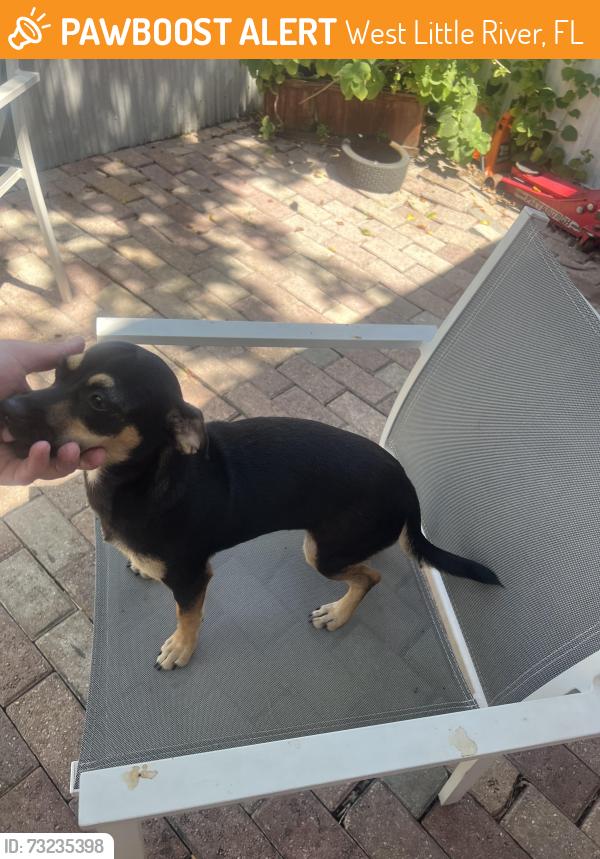 Found/Stray Female Dog last seen street, West Little River, FL 33147