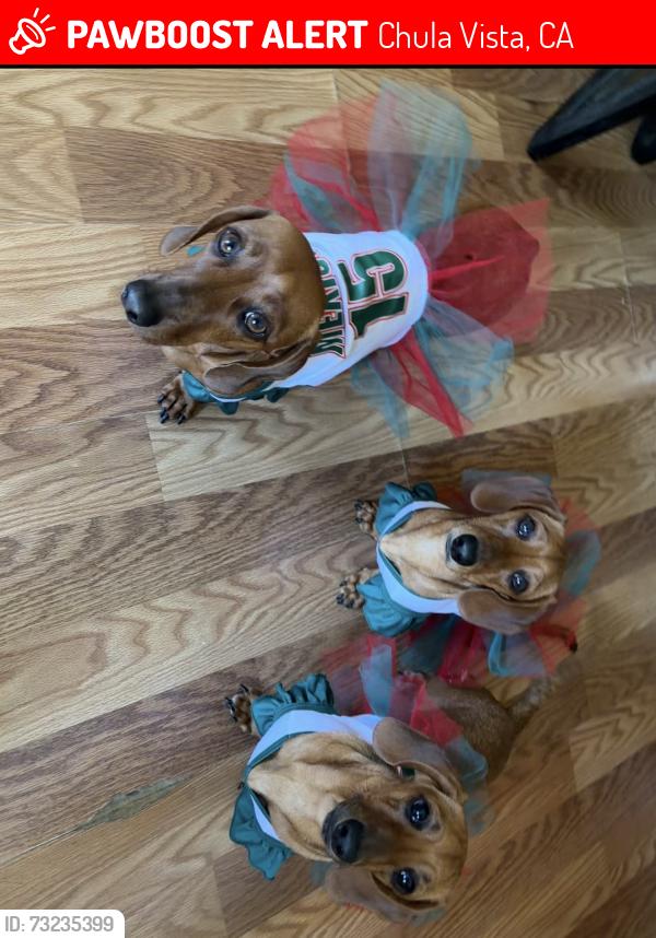 Lost Female Dog last seen Near Third Ave Chula Vista, Chula Vista, CA 91910