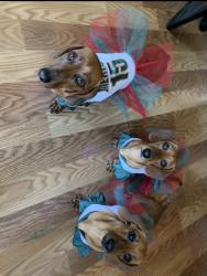 Lost Female Dog last seen Near Third Ave Chula Vista, Chula Vista, CA 91910