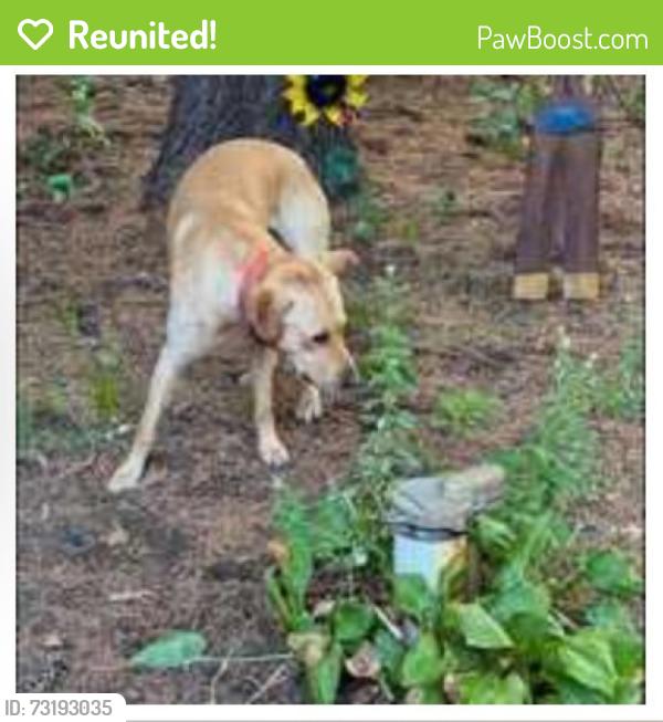 Reunited Unknown Dog last seen Nashway Rd and Birchmont Ln, Nisswa, MN 56468