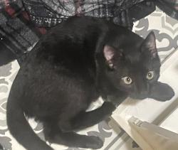 Lost Male Cat last seen Brentwood Gardens, Wharton, NJ 07885