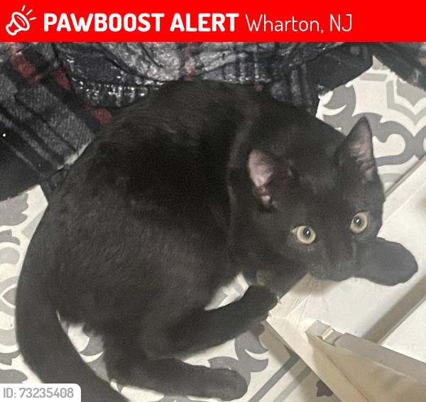 Lost Male Cat last seen Brentwood Gardens, Wharton, NJ 07885