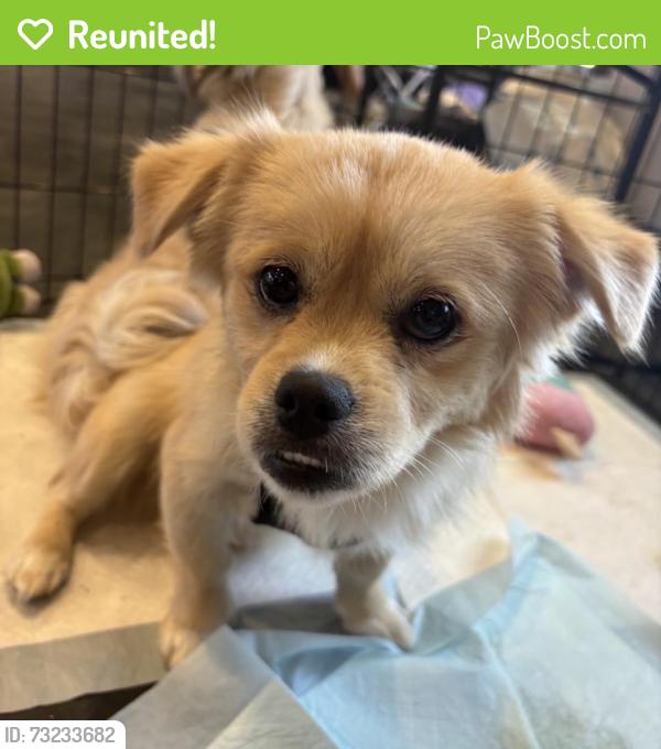 Reunited Male Dog last seen Cambridge St, Orange, CA, USA, Orange, CA 92856