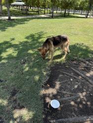 Found/Stray Male Dog last seen Jeremy Way, Stockton, CA 95212