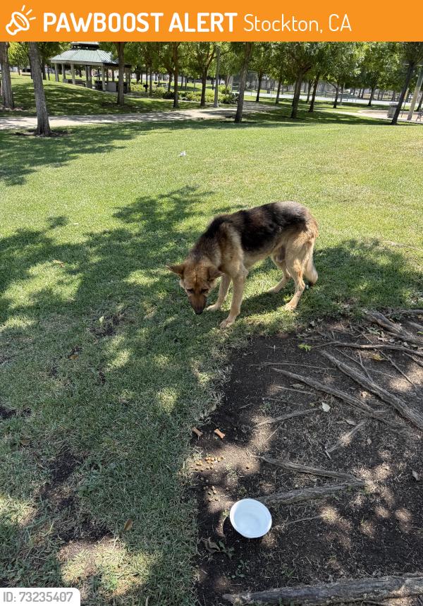 Found/Stray Male Dog last seen Jeremy Way, Stockton, CA 95212
