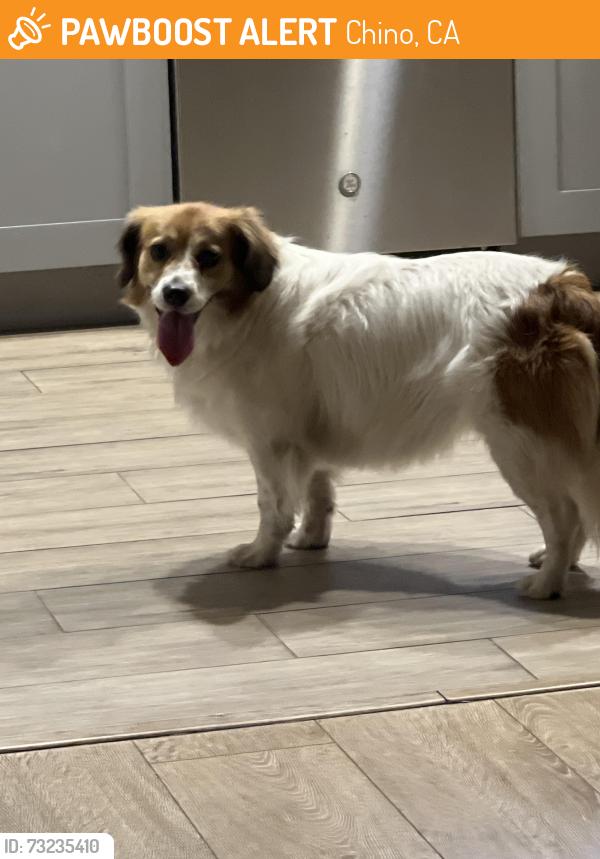 Found/Stray Female Dog last seen Riverside Ave & McKinley, Chino, CA 91710