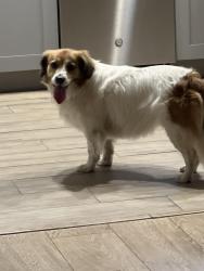 Found/Stray Female Dog last seen Riverside Ave & McKinley, Chino, CA 91710