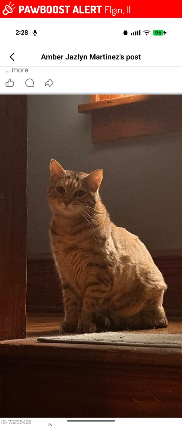 Lost Female Cat last seen N Union St, Elgin, IL 60123
