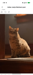 Lost Female Cat last seen N Union St, Elgin, IL 60123