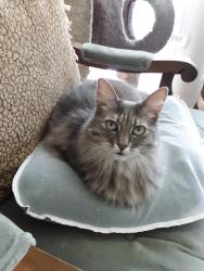 Lost Female Cat last seen Mason and 64th, Portland Oregon, Portland, OR 97218