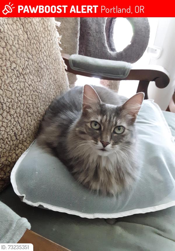 Lost Female Cat last seen Mason and 64th, Portland Oregon, Portland, OR 97218