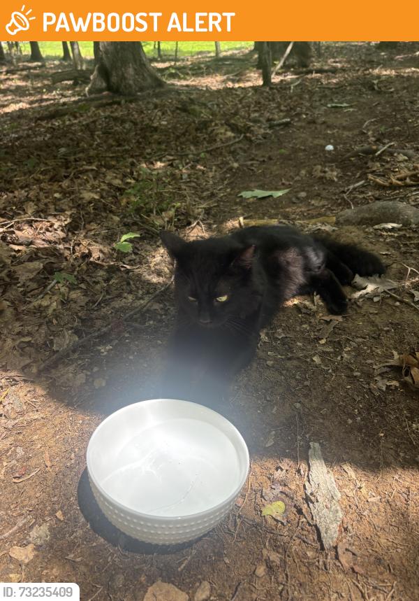 Found/Stray Unknown Cat last seen In woods, Spotsylvania County, VA 22407