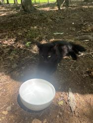 Found/Stray Unknown Cat last seen In woods, Spotsylvania County, VA 22407