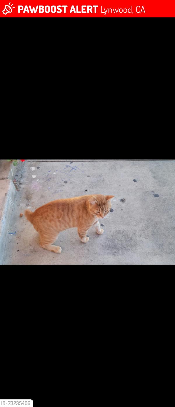 Found/Stray Male Cat last seen Brenton, Lynwood, CA 90262