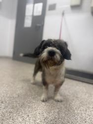 Shelter Stray Male Dog last seen E Main St, Dallas, NC, 1491 Business Park Ct, Gastonia, NC 28052, USA