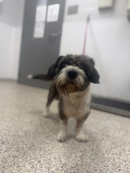 Shelter Stray Male Dog last seen E Main St, Dallas, NC, 1491 Business Park Ct, Gastonia, NC 28052, USA