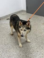 Shelter Stray Female Dog last seen Terrace dr, Cherryville, NC, 1491 Business Park Ct, Gastonia, NC 28052, USA