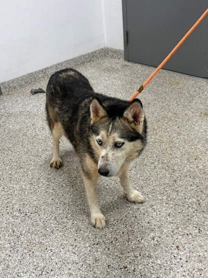 Shelter Stray Female Dog last seen Terrace dr, Cherryville, NC, 1491 Business Park Ct, Gastonia, NC 28052, USA