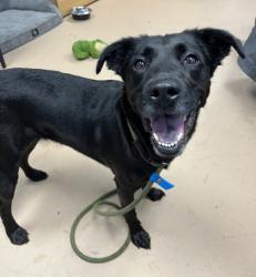 Shelter Stray Female Dog last seen Near New Peachtree Rd, Doraville, GA 30340, 30340, GA, 3280 Chamblee Dunwoody Rd, Chamblee, GA 30341, USA
