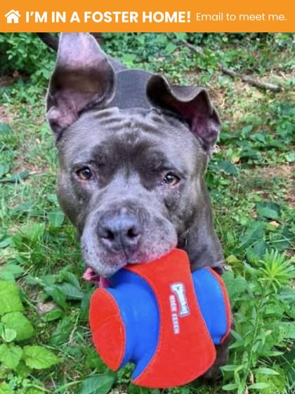 Shelter Stray Male Dog last seen Near Whitlock, 21213, MD, 2490 Giles Rd, Baltimore, MD 21225, USA