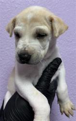 Shelter Stray Female Dog last seen Near Hartsdale Dr, Horizon, TX, 5001 Fred Wilson Ave, El Paso, TX 79906, USA