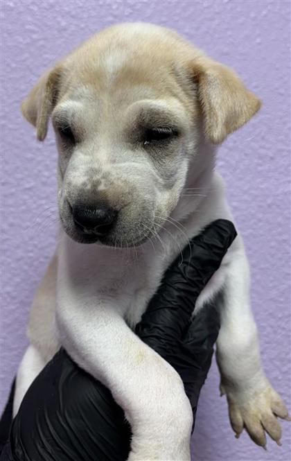 Shelter Stray Female Dog last seen Near Hartsdale Dr, Horizon, TX, 5001 Fred Wilson Ave, El Paso, TX 79906, USA