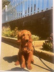 Lost Female Dog last seen NB Hyw101, Atascadero, CA 93422