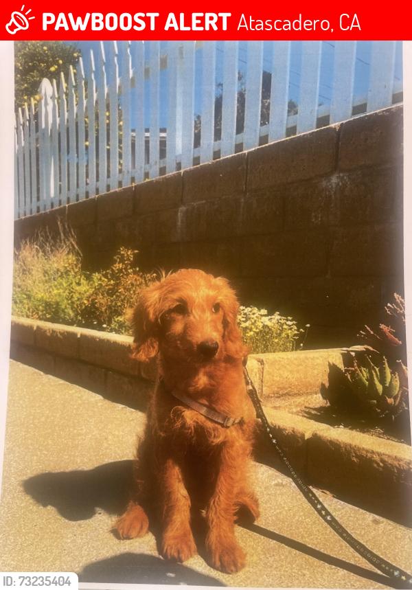Lost Female Dog last seen NB Hyw101, Atascadero, CA 93422