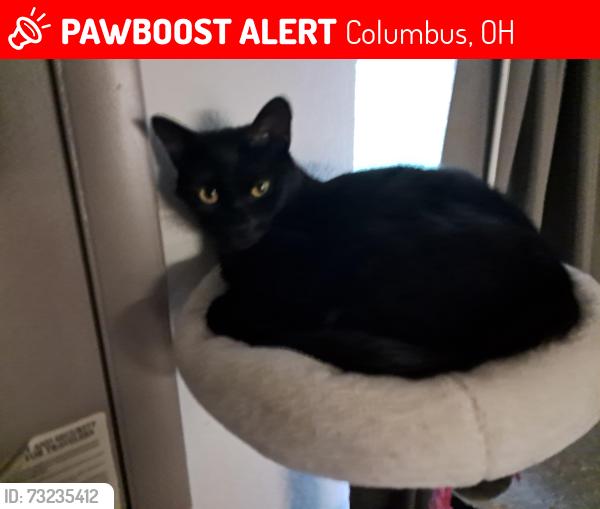 Lost Female Cat last seen mcdonald's and the crispy coop, Columbus, OH 43068