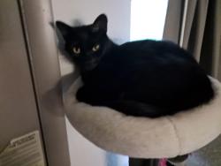 Lost Female Cat last seen mcdonald's and the crispy coop, Columbus, OH 43068