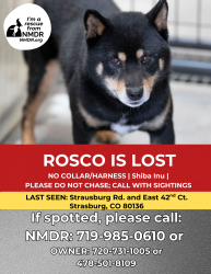 Lost Male Dog last seen Strasburg, Strasburg, CO 80136