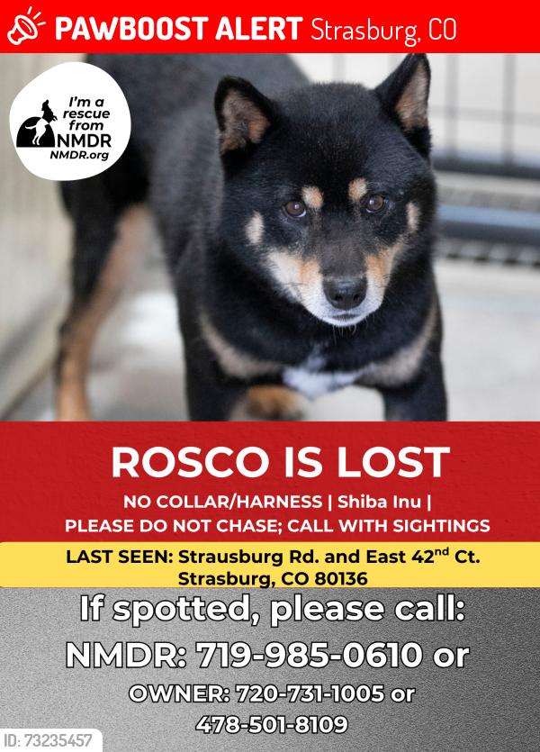 Lost Male Dog last seen Strasburg, Strasburg, CO 80136
