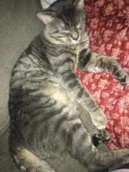 Lost Male Cat last seen Madison, Cleveland, Saginaw, MI 48602
