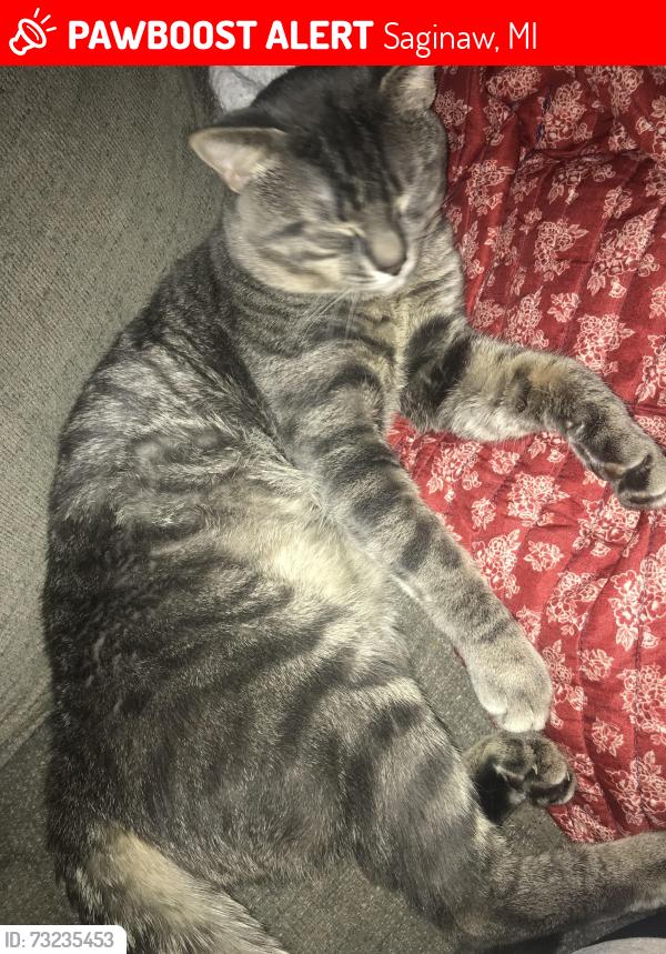 Lost Male Cat last seen Madison, Cleveland, Saginaw, MI 48602