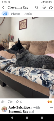 Lost Male Dog last seen ljuan tabo and copper, Albuquerque, NM 87123