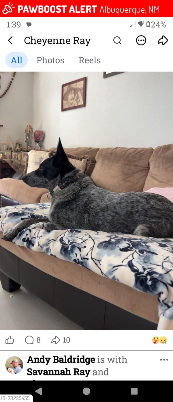 Lost Male Dog last seen ljuan tabo and copper, Albuquerque, NM 87123