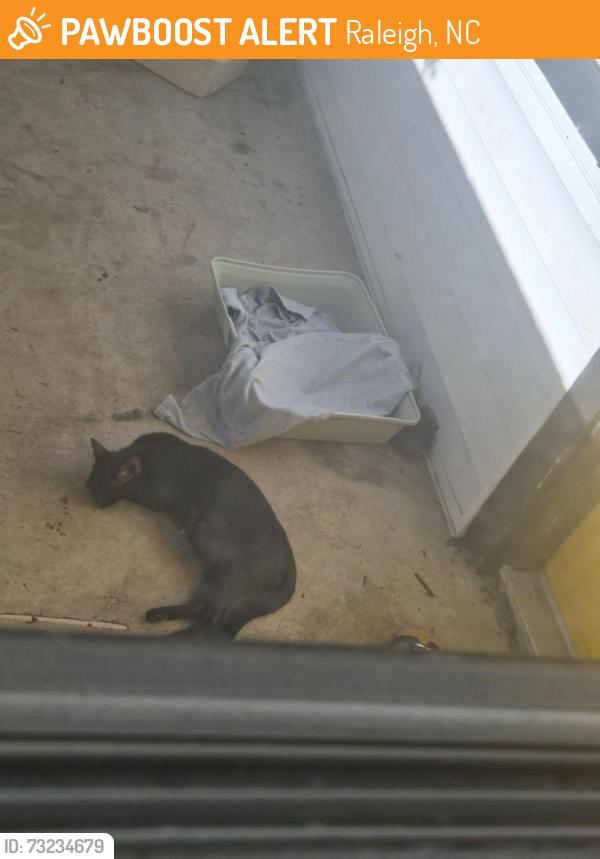 Found/Stray Female Cat last seen Bayridge Crossing Raleigh NC 27604, Raleigh, NC 27601