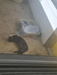 Found/Stray Female Cat last seen Bayridge Crossing Raleigh NC 27604, Raleigh, NC 27601