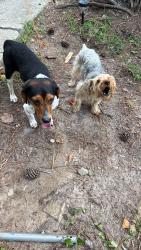 Found/Stray Unknown Dog last seen Quail forest dr, Raleigh, NC 27609